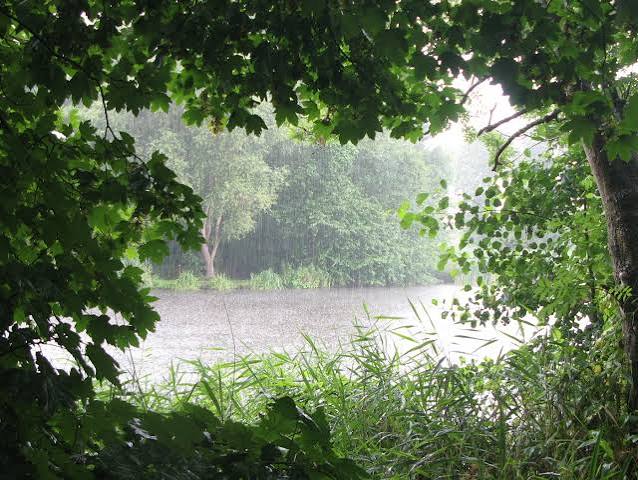 Summer Rain
